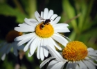 Nikon Bees 150615 (21).JPG